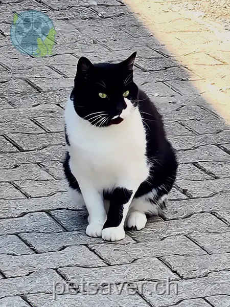 chat lost 7a Matzingerstrasse 9506 Lommis Gismo