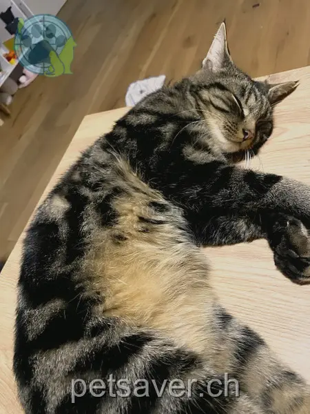 chat lost 37 Mettlenstrasse 8360 Wallenwil Loonie