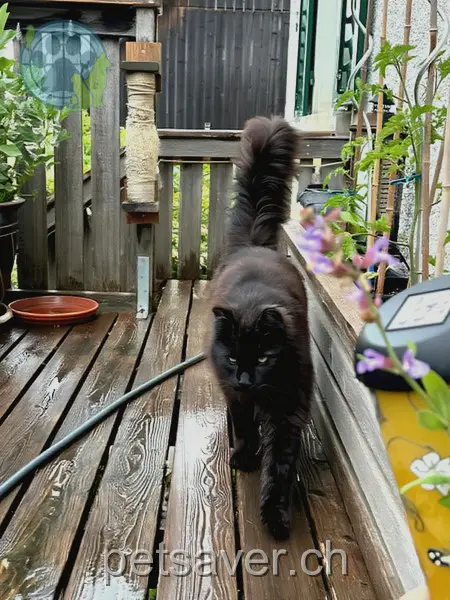 chat lost  Landstrasse 9543 Wängi Qu