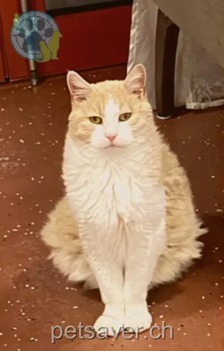 chat lost  Höhenstrasse 9555 Tobel Bruni