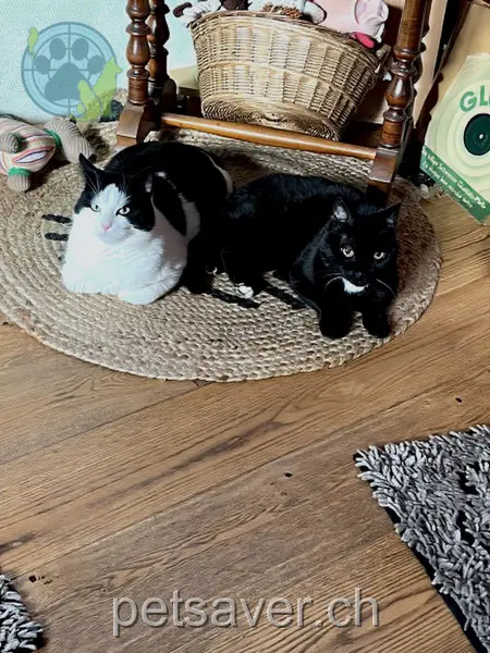 chat lost 3 Kirchstrasse 9555 Tobel Rambo