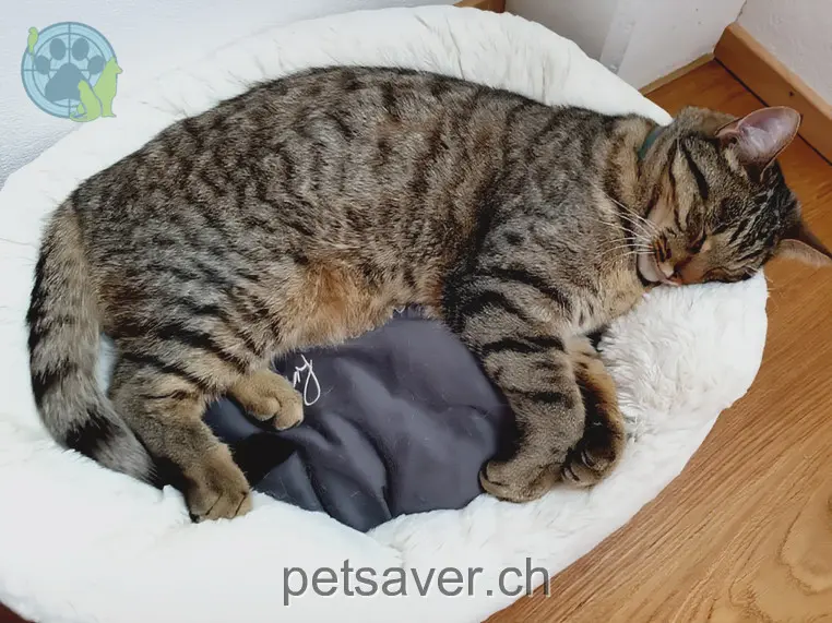 chat lost 32 Hauptstrasse 9502 Braunau Yakiro