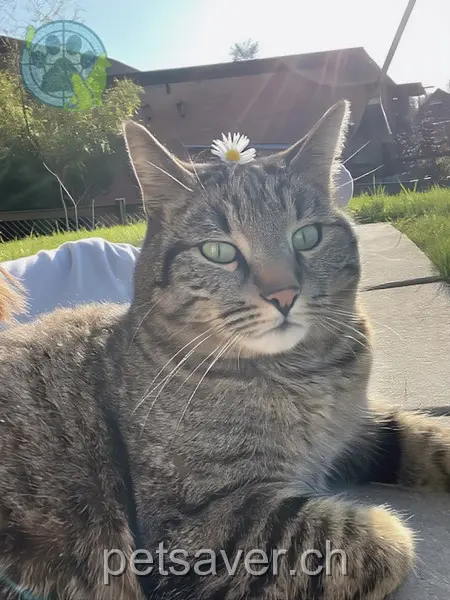 chat lost  Fabrikstrasse 8514 Amlikon Milo