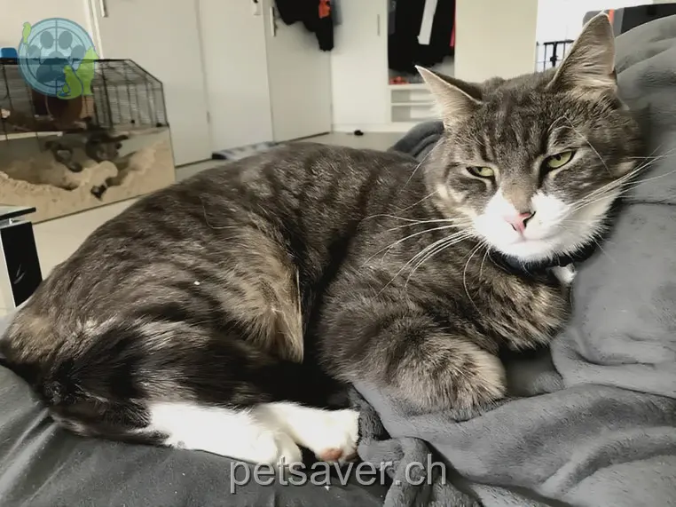 chat lost 8 Hauptstrasse 9556 Zezikon Anubis