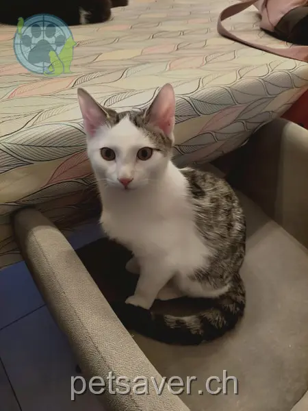 chat lost 29 Burgstrasse 8570 Weinfelden Bluey