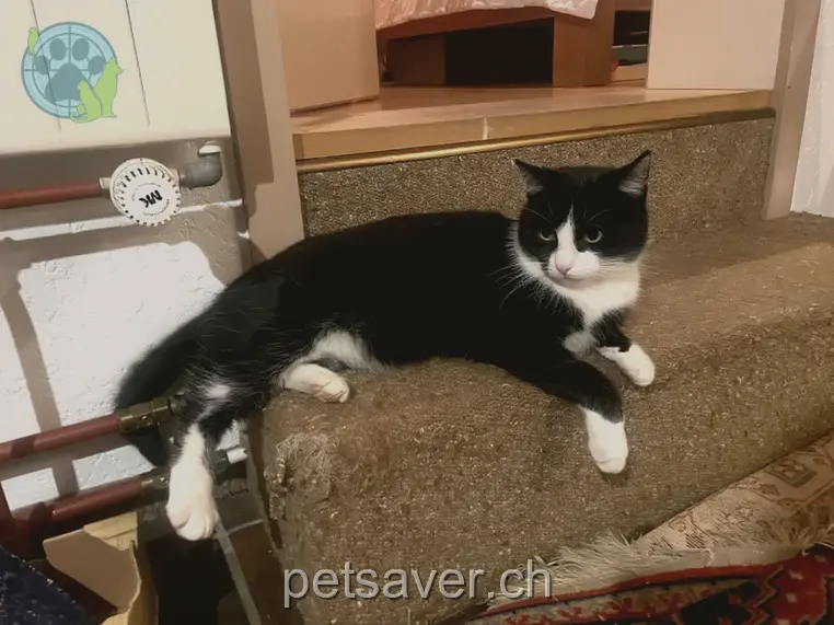 chat lost 92  9217 Schönenberg an der Thur Felix