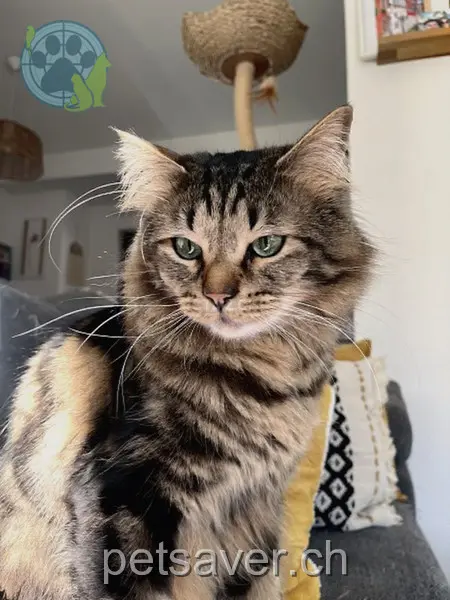 gatto lost 19a I Fracc 6513 Monte Carasso Jupiter