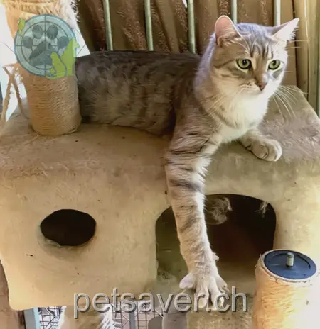 gatto lost  Via alla Morettina 6605 Locarno Baffo