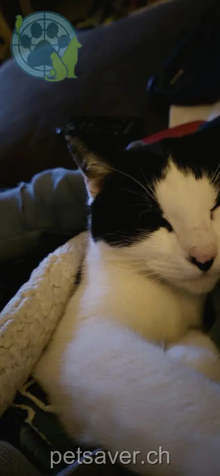 gatto lost 14 Co' d'Föra 6808 Torricella-Taverne Romeo