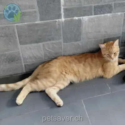 gatto lost 11 Via Roncaccio 6807 Torricella-Taverne Tabasco