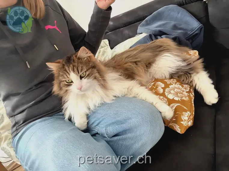 chat lost 116a Jedergass 9487 Bendern Köbi