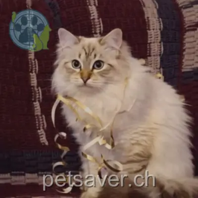 chat lost 13 Chemin des Salines 1860 Aigle Pacha