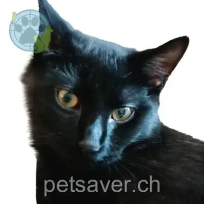 chat lost  Grand-Rue 1844 Villeneuve (VD) Ravel