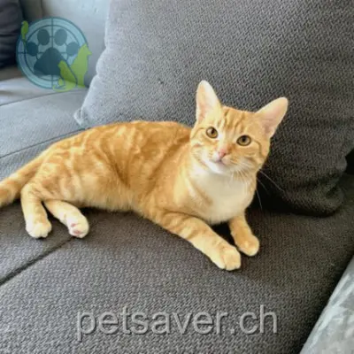 chat lost 27 Avenue Alexandre-Vinet 1004 Lausana Hero
