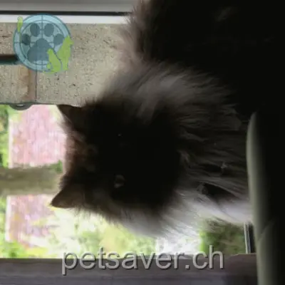 chat lost 2 Route de Chavannes 1007 Lausanne Ako