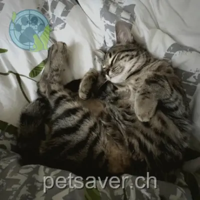 chat lost 13 Avenue de Gratta-Paille 1004 Lausanne Arthur appelé tutur