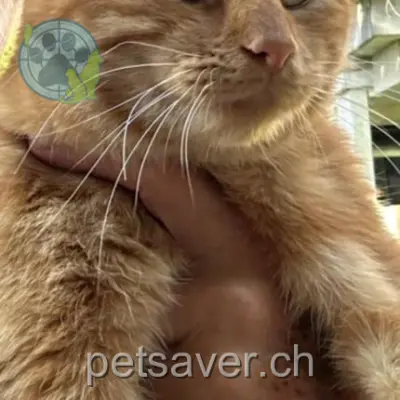 chat lost 42 Avenue des Mousquines 1005 Lausanne Tupac