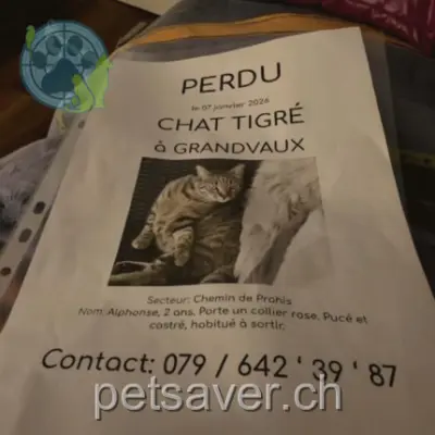 chat lost  Route de la Jamaire 1091 Bourg-en-Lavaux Alphonse.