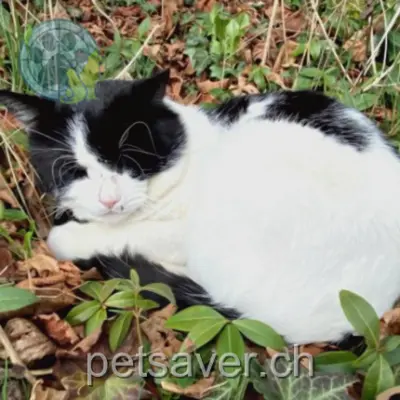 chat lost 46 a - 46 b Route des Crêts Leyron 1091 Bourg-en-Lavaux Oreo