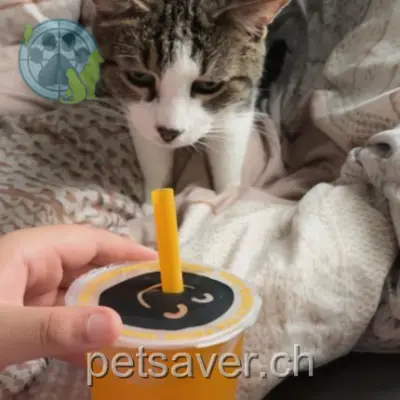 chat lost 6 Avenue du Prieuré 1009 Pully Djoule