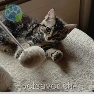 chat lost  Chemin de la Louchyre 1084 Carrouge (VD) Billy