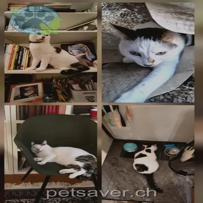 chat lost  Route de Pierre Ozaire 1073 Savigny Mochi