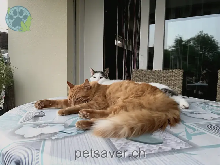 chat lost  Chemin du Refuge 1613 Maracon Oban