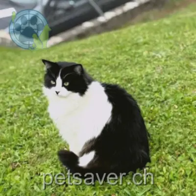 chat lost 34 Route du Flon 1610 Oron Maki