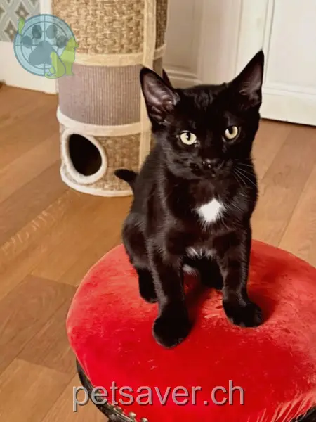 chat lost 3c Avenue des Cerisiers 1009 Pully Ratana