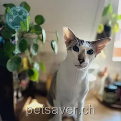 chat lost 1 Chemin de la Poste 1071 Saint-Saphorin (Lavaux) Willy