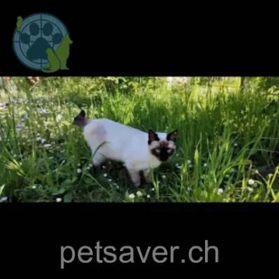 chat lost 17 Chemin du Cachet 1189 Saubraz Delhi