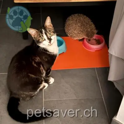 chat lost 15a Chemin Warnery 1162 Saint-Prex Flasch