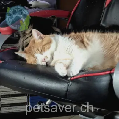 chat lost  Chemin du Vieux Fournil 1134 Vufflens-le-Château Loki