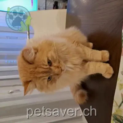 chat lost 6 Chemin du Cherrat 1162 Saint-Prex Pacha