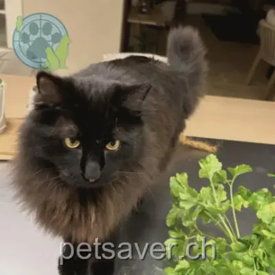 chat lost  Route de la Longeraie 1110 Morges Réglisse