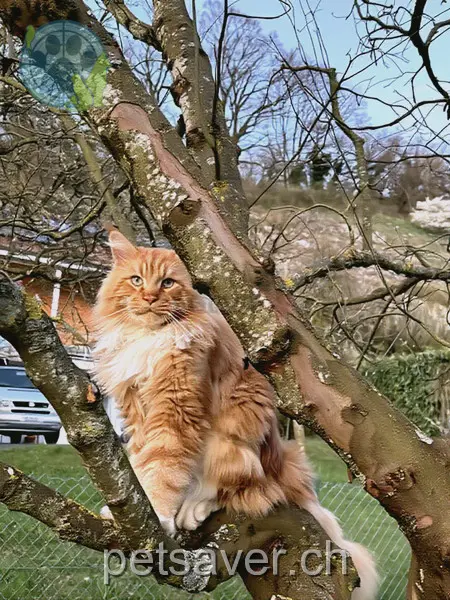 chat lost  Gondoux-Dessus 1317 Eclépens Willis