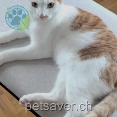 chat lost 22 Rue des Trois-Fontaines 1266 Duillier Barney