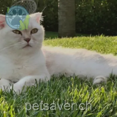 chat lost 8 Chemin de la Dôle 1197 Prangins Coco