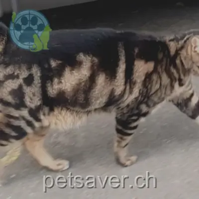 chat lost 33 Vy-Creuse 1196 Gland Manao