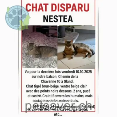 chat lost 12 Chemin de la Chavanne 1196 Gland Nestea
