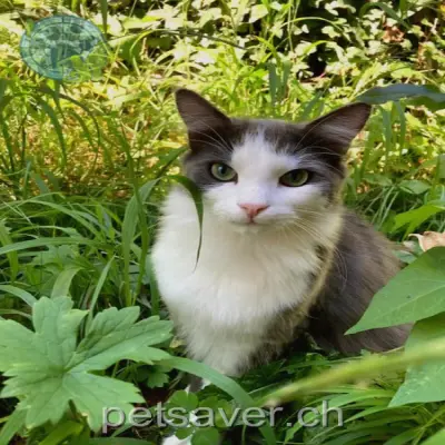 chat lost 6 Chemin du Goupil 1273 Le Muids Orion