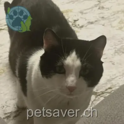 chat lost 4 Chemin de Martavaux 1260 Nyon Sheker