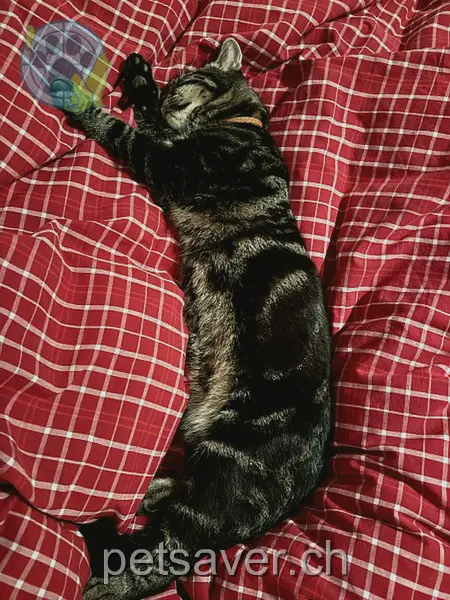 chat lost 5 Le Fort 1268 Begnins Tao