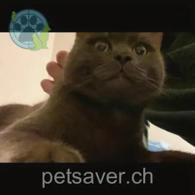 chat lost 72 Quartier Pré-Fontaine 1023 Crissier Bobby