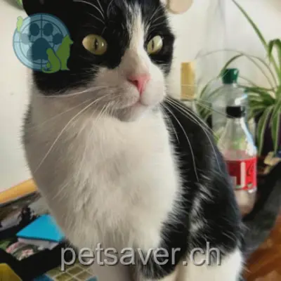 chat lost 7 Avenue des Cerisiers 1008 Prilly Dido