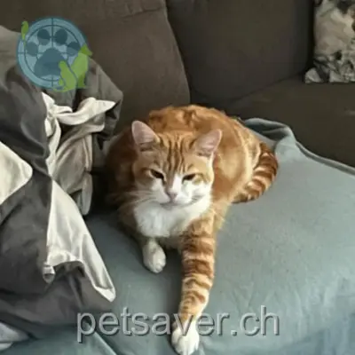 chat lost 3 Chemin de la Creuse 1020 Renens Jeanine kobel