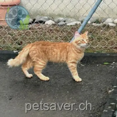 chat lost 5 Chemin de Champ-Colomb 1024 Ecublens Tigri