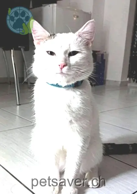 chat lost 43,43bis Rue d'Yverdon 1530 Payerne Boubou