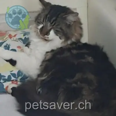 chat lost 7b Les Rochettes 1595 Faoug Chocco