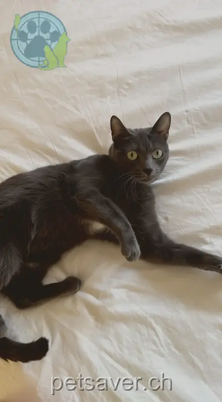 chat lost 18 Rue du Favez 1530 Payerne Jul